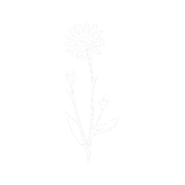 Arnica Montana Extract
