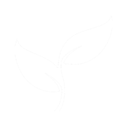 Ilex Leaf Extract